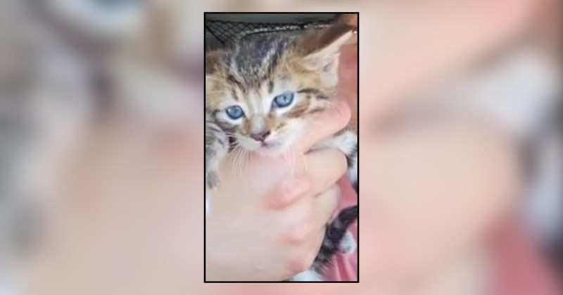 Divorced man finds lost kitten on side of the road, gives kitten to ex-wife in heartwarming conciliation: 'I've already been hit by the CDS 6 times so I could not keep him'