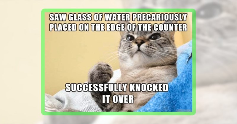 36 cat memes | thumbanil includes one meme including 'SAW GLASS OF WATER PRECARIOUSLY PLACED ON THE EDGE OF THE COUNTER SUCCESSFULLY KNOCKED IT OVER'