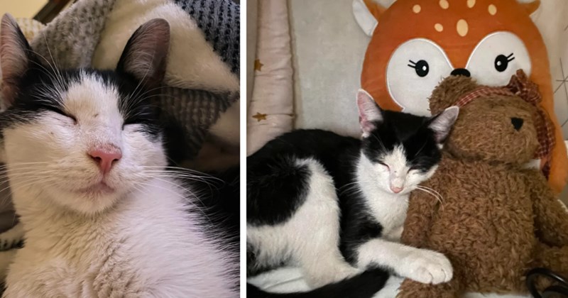 Meowing street cat makes her way into woman's heart, original owners reach out but woman hesitates to return her after falling in love, internet chimes in with what to do