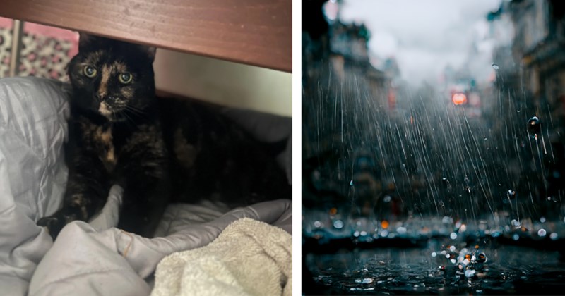 Pregnant cat found in the rain, gentle person saves her from the cold weather and posts for lost animal before she adopts her furrever