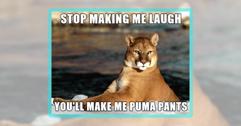 27 animal memes | thumbnail includes one meme including 'STOP MAKING ME LAUGH YOU'LL MAKE ME PUMA PANTS'