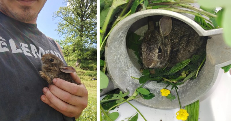 Story of baby bunny rescue | Thumbnail includes one picture of a man holding a baby bunny, and one picture of a baby bunny in nature
