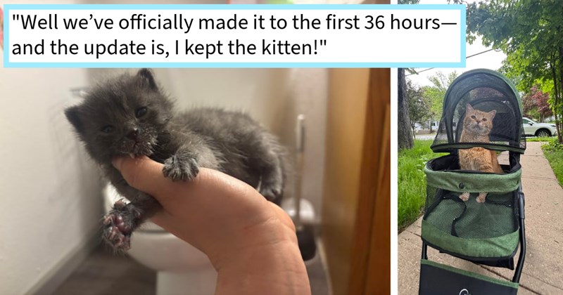 Senior cat stroller helps cat mom locate screaming kitten abandoned alleyway, resulting unexpected adoption young addition their fur family, mom says: ‘ temp was dropping and knew it wouldn’t stand chance!’ | thumbnail includes two images one image shows a dark dray kitten being hend in hand toilet behind, the other image shows an orange cat sitting in green baby stroller on path outdoors ‘“Well we’ve officially made it to the first 36 hours– and the update is, I kept the kitten!”’