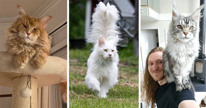 pictures of cute Maine coon cats | thumbnail includes three pictures of giant Maine coon cats in different colors 