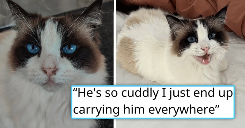 story about an sick ragdoll cat being returned to the shelter for being too difficult and adopted again | thumbnail includes two pictures of a cute ragdoll cat 'He's so cuddly I just end up carrying him everywhere'