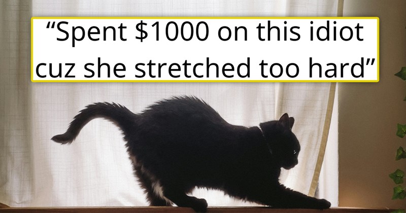 story about a cat who stretched so hard he dislocated his tail and cost his owner over $1000 dollars | thumbnail includes one picture of a black cat stretching 'Spent $1000 on this idiot cuz she stretched too hard'