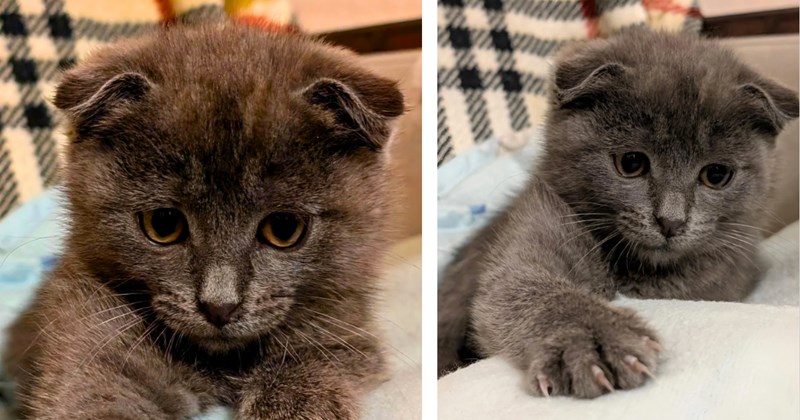 Story of a heartwarming return of a lost kitten | Thumbnail includes two pictures of a Scottish fold kitten