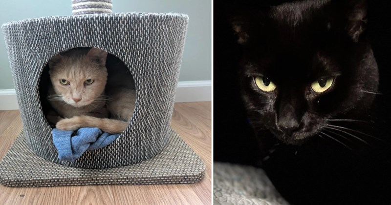 30 pictures of cats | thumbnail includes two pictures of cats 
