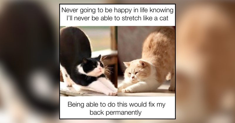 29 cat memes | thumbnail includes one meme and one picture of text including 'Never going to be happy in life knowing I'll never be able to stretch like a cat Being able to do this would fix my back permanently' 