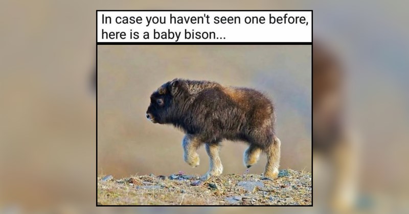 A Nursery of Tiny Baby Animals For Weekend Whimsy