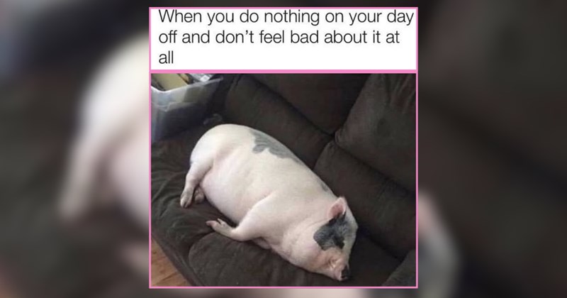 An Afternoon Scroll of Pet Memes When Life Needs Saturday Slowness