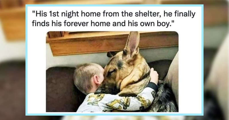 22 Puplifting Pupper Posts fur Awwfternoon Pick-Me-Up | thumbnail includes one image which shows a german shepherd dog sleeping with a young boy faces pressed against each other ‘“His 1st night home from the shelter, he finally finds his forever home and his own boy.”’