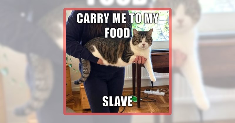 31 cat memes | thumbnail includes one meme including 'CARRY ME TO MY FOOD SLAVE'