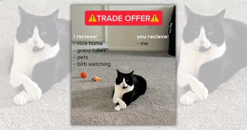 22 cat memes | Thumbnail includes one meme including 'ATRADE OFFERA Big Joe i recieve: - nice home gravy tubes - pets - birb watching you recieve: - me'