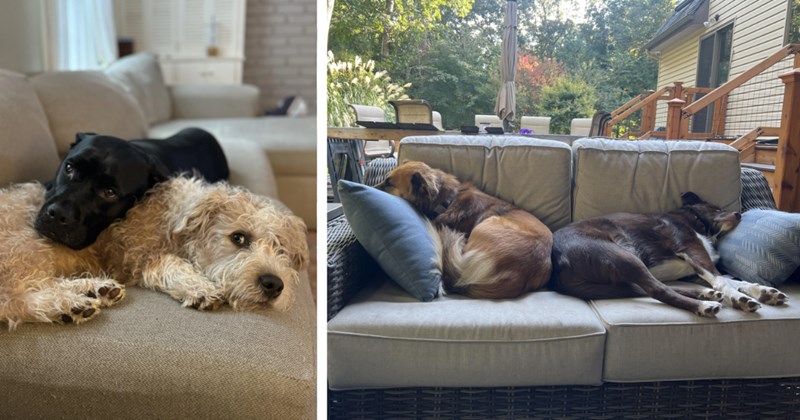 21 Snuggling Pupper Pals Peacefully Snoozing Day Away | thumbnail includes two images one image shows a black dogs head lying on top of fluffy white dog on couch, the other image shows two brown dogs sleeping bottom to bottom on gray outdoor couch
