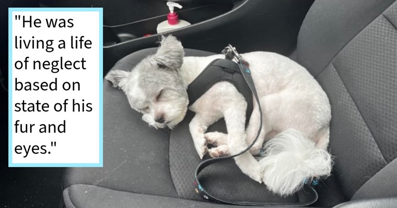 Abandoned 8 month old puppy found walking blindly delivery driver saved given furever home after no one stepped forward claim him, dog mom says: ‘He’s already mamas boy living  pampered life.’ | thumbnail includes one image which shows a white and gray puppy lying on front passenger seat in car curled up sleeping ‘“He was living a life of neglect based on state of his fur and eyes.”’