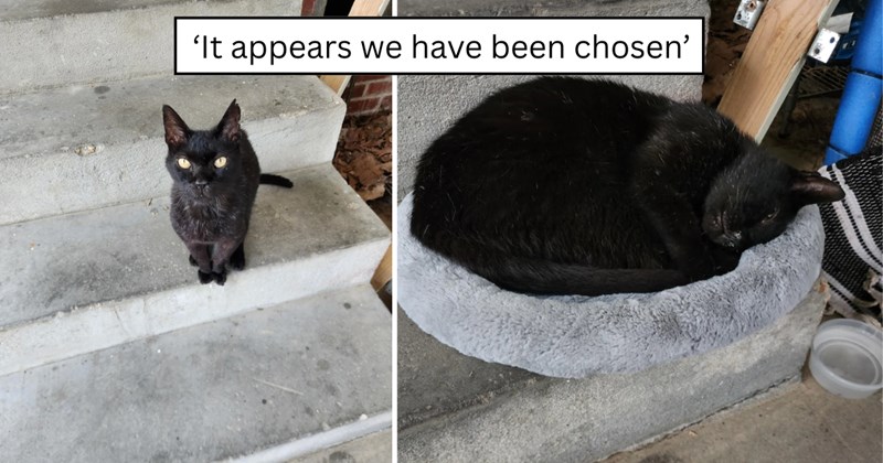 3 pictures of cats | thumbnail includes two pictures of cats and one picture of text including '‘It appears we have been chosen’' 