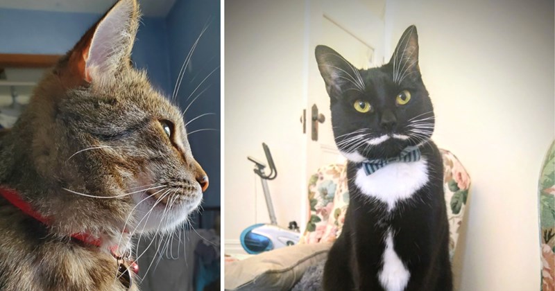 30 cat pictures | thumbnail includes two pictures of cats 