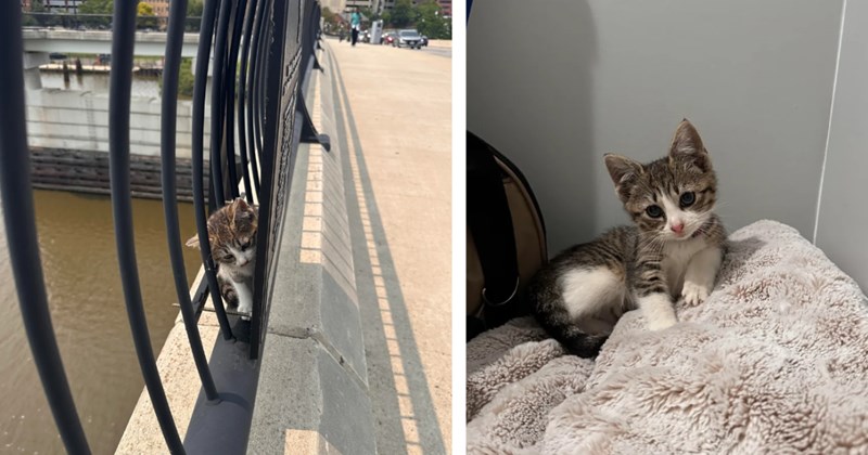 Biker miraculously saves little kitten from dangerous location on bridge with tons of traffic below, he adopts her same day: 'Spent about 20 minutes gently coaxing her'