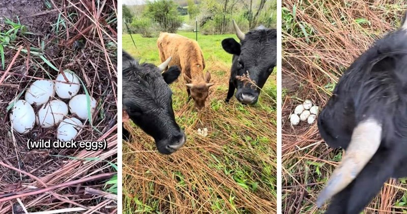 Courageous cows protect a duck egg nest from crows and vultures, their farmer notices their hard work and steps in to help: ‘They amaze me every day’
