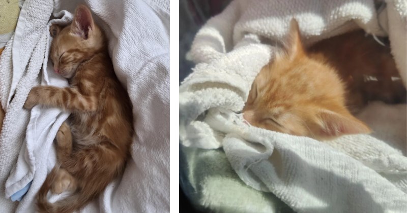 Dorito the orange kitten found in construction site one evening, his loud meows were heard by neighbors nearby and they picked him out of there
