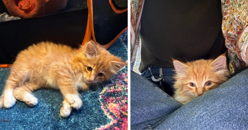 'Had to stick my arm up someone’s car to yank him out': Orange cat gets himself stuck inside car, people run to his rescue and he finds himself with a new cat mom