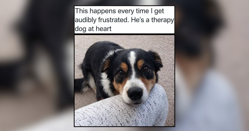 Delightful Doggos With Puppy Eyes For All Kinds of Devotion and Doting 
