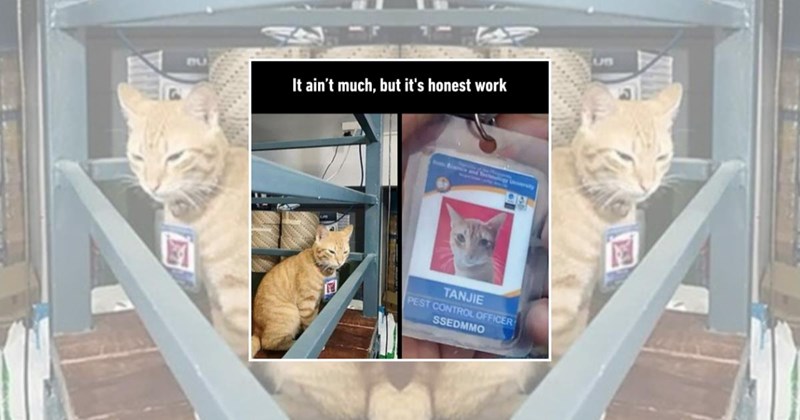 working cats cats with jobs funny cats Cats Cats - 45602309
