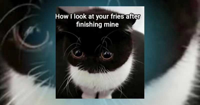 cat memes