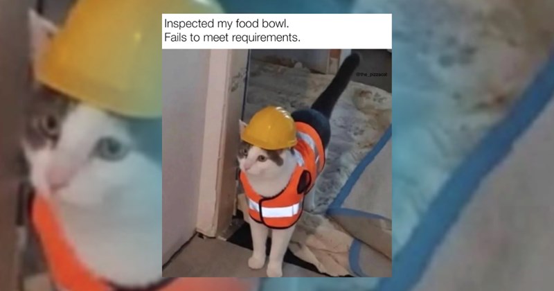 cat memes Funny Memes - 45609477
