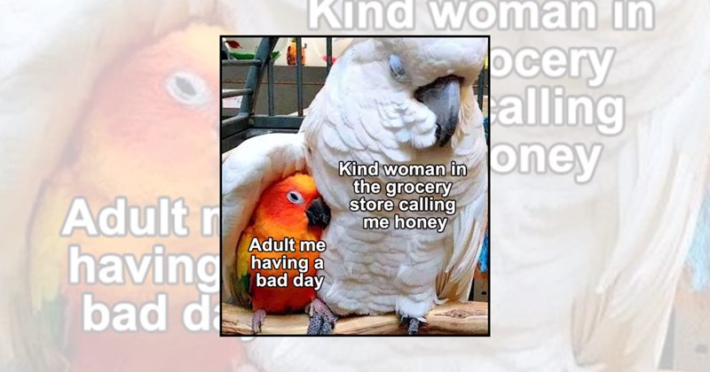 funny parrots parrot memes parrot humor Animals - 45609989