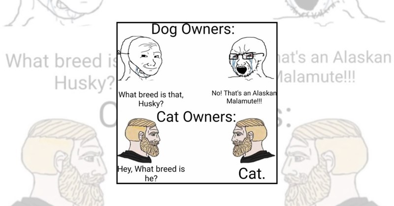 pet parents cat owners funny animal memes dog owners Animals - 45610757
