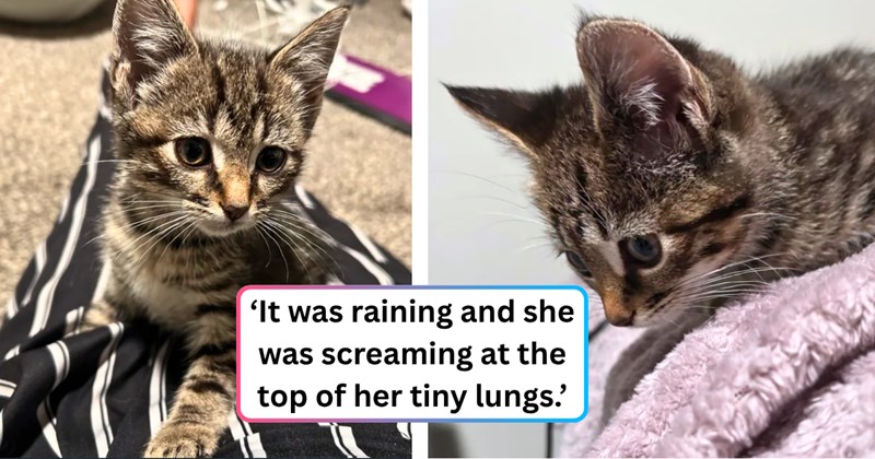 14 text pictures, 3 kitten pictures | thumbnail includes two pictures of a kitten, and ‘It was raining and she was screaming at the top of her tiny lungs.’