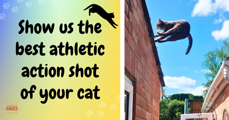 35 cat pictures, 1 text picture | thumbnail includes one picture of a cat, and one text picture including 'Show us the best athletic action shot of your cat'