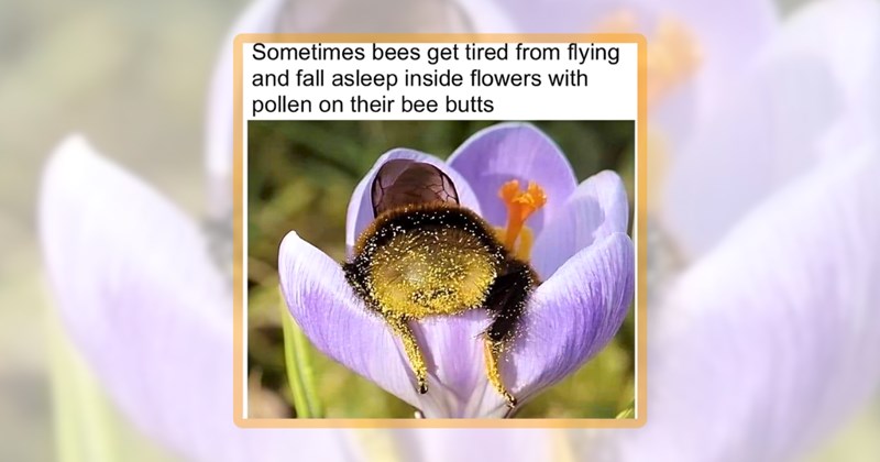 18 bee memes | thumbnail includes one meme including 'Sometimes bees get tired from flying and fall asleep inside flowers with pollen on their bee butts'
