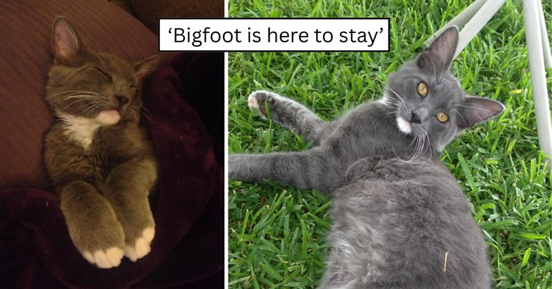 4 pictures of cats | thumbnail includes two pictures of cats and one picture of text including '‘Bigfoot is here to stay’' 