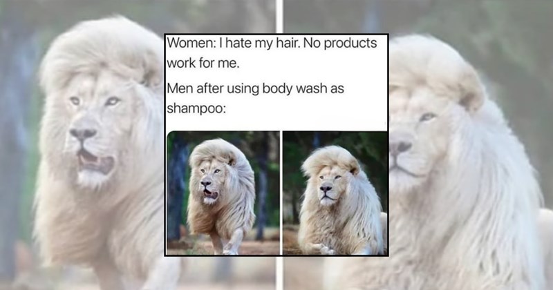 funny lions lion memes animal memes funny animals Funny Memes - 45613829