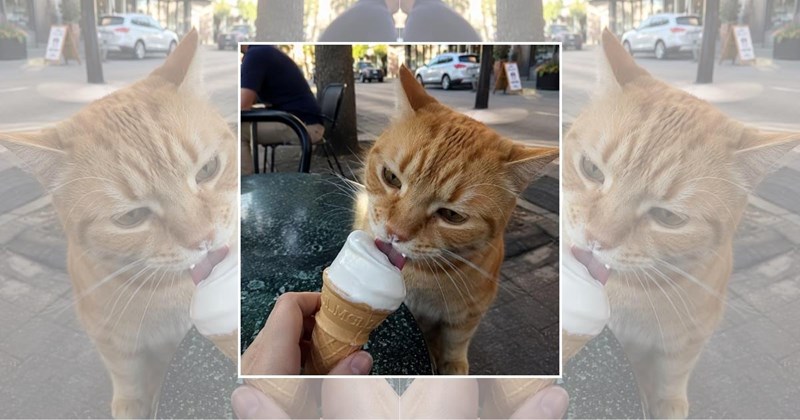 wholesome cats adorable cats cat pictures cute cats funny cats Cats Cats - 45618181