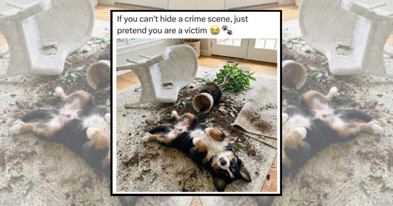 cute dogs pets cute doggos doggo doggeh Doggos - 45621509