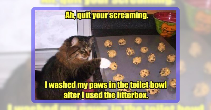 30 cat memes | thumbnail includes one meme including 'Ah, quit your screaming. I washed my paws in the toilet bowl after I used the litterbox.'