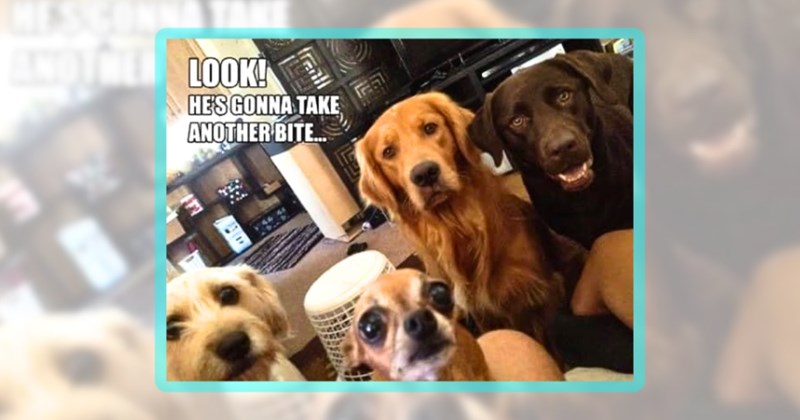 25 dog memes | thumbnail includes one meme including 'LOOK! HE'S GONNA TAKE ANOTHER BITE...'