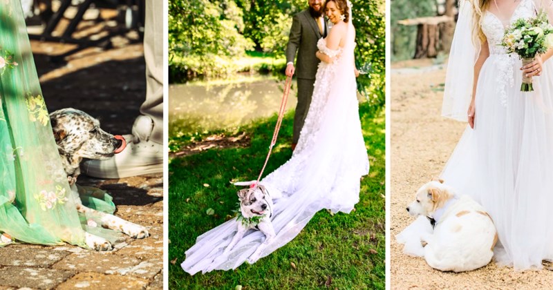 20 text pictures, 12 dog sitting on wedding dress pictures | thumbnail includes three pictures of dogs sitting on wedding dresses