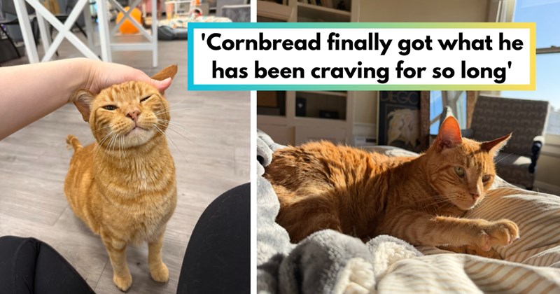 Story of Cornbread's abandonment and adoption | Thumbnail includes two pictures of Cornbread, a senior orange cat, and one picture of text including ''Cornbread finally got what he has been craving for so long''