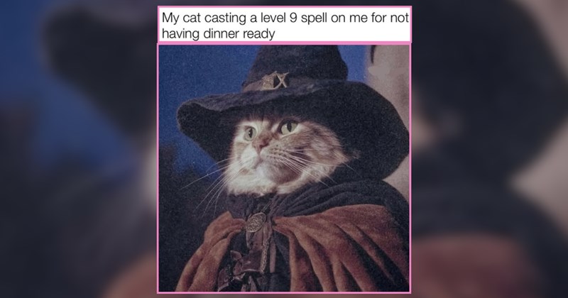 20 Meowgical Wizarding Cats Casting Spells When you Go to Work