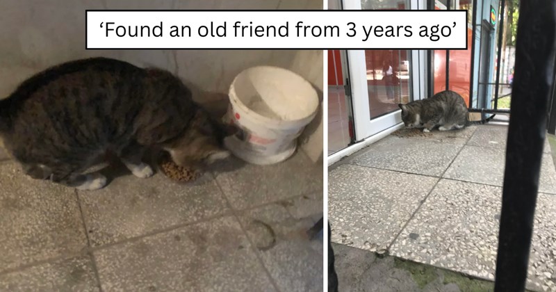 3 pictures of cats | thumbnail includes two pictures of cats and one picture of text including '‘Found an old friend from 3 years ago’' 