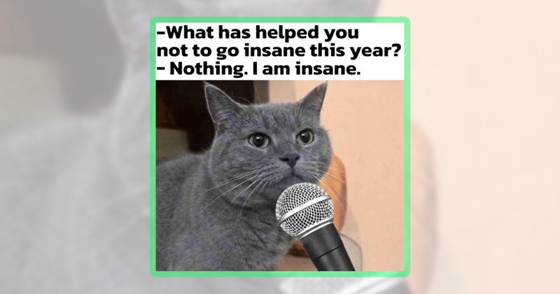 30 cat memes | thumbnail includes one meme including 'What has helped you not to go insane this year? Nothing. I am insane'