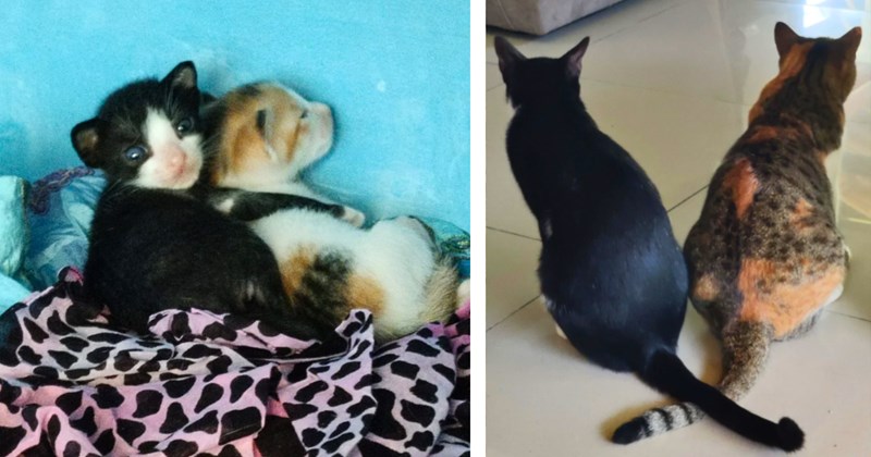 11 cat pictures, 10 text pictures | thumbnail includes two pictures of cats