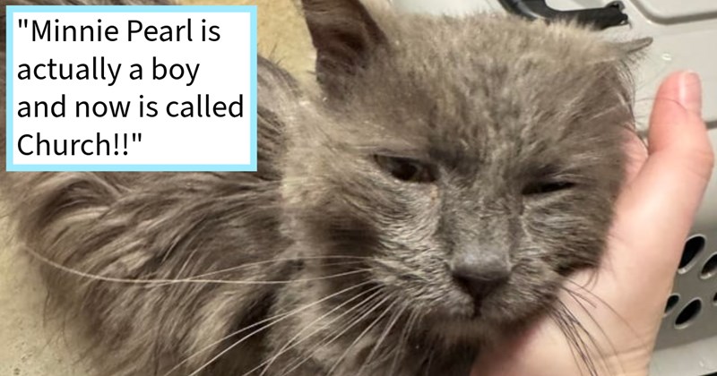 Senior housecat turned stray appears cat loving couple’s driveway seeking a furever home and lots of love, couple agrees adopts him their fur family, cat mom says: ‘ vet suspected he was house cat whose owner d**d.’ | thumbnail includes one image which shows a senior dark gray cat hand cuddling face ‘“Minnie Pearl is actually a boy and now is called Church!!”’