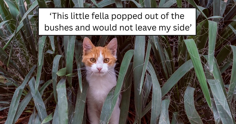 21 pictures of cats and text | thumbnail includes one picture of a cat and one picture of text including '‘This little fella popped out of the bushes  and would not leave my side’' 