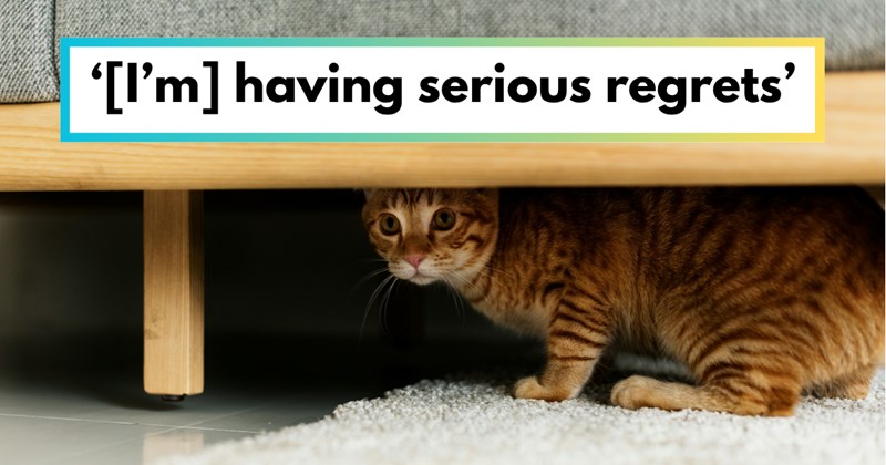 Advice for new cat owner about how to get new cats comfortable in new home | Thumbnail includes one picture of a Cat model hiding in newly adopted home, and one picture of text including ''[I'm] having serious regrets''